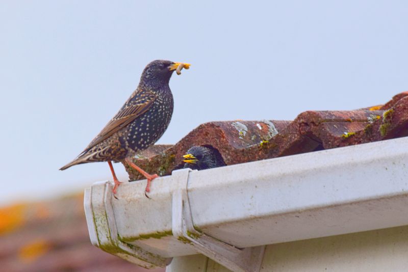 Bird Nest Removal Costs — Cost of Bird Nest Removal