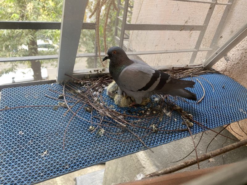 Bird Nest Removal Costs — Cost of Bird Nest Removal