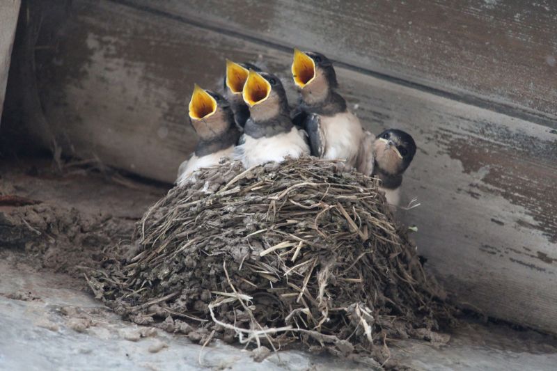 Bird Nest Removal Costs — Cost of Bird Nest Removal