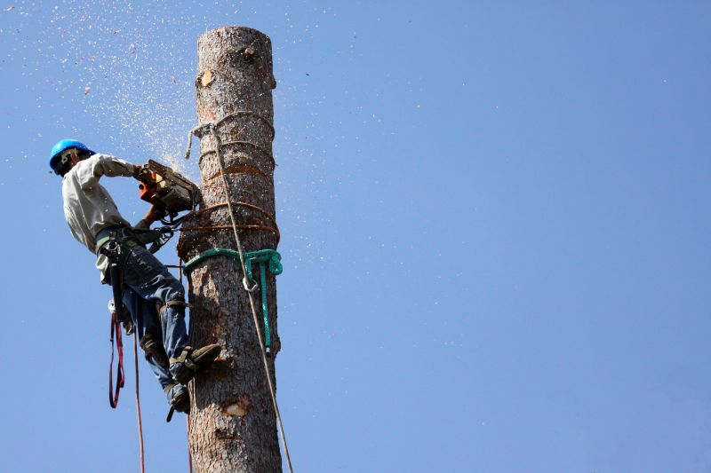 Tree Nest Removal