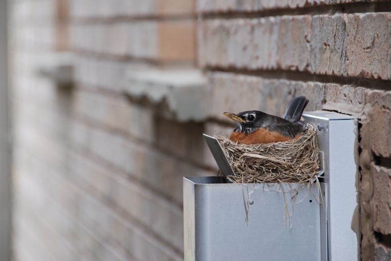 Bird Nest Damage Prevention
