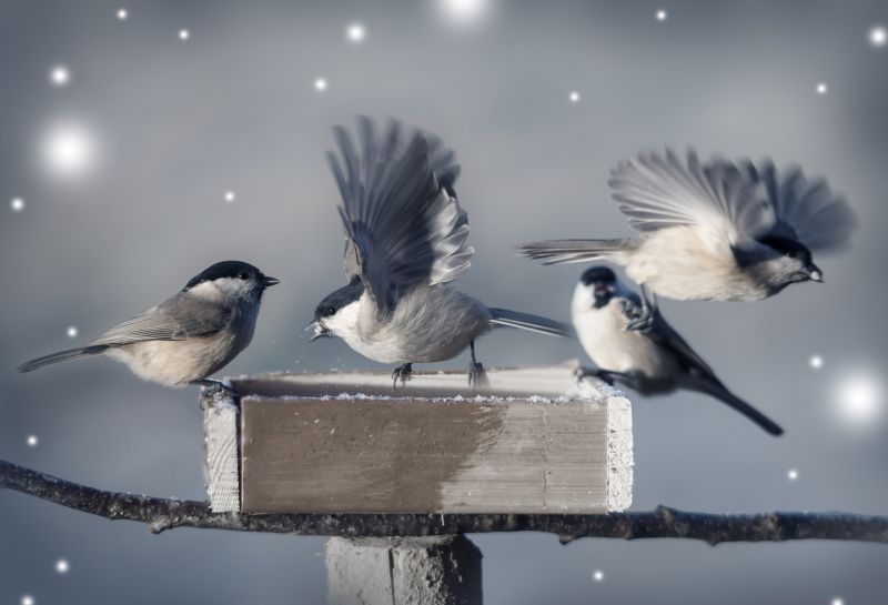 Birds Returning Post-Removal