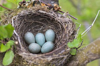 Remove Bird Nests!